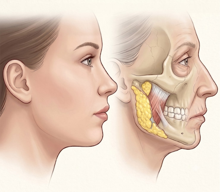 Why Does Your Face Look Longer With Age? 4 Anatomical Reasons